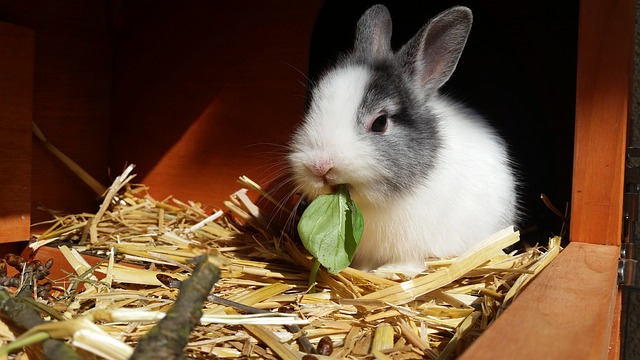rabbit-2940275_640
